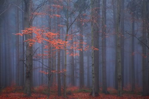 Czech Republic, forest, autumn
