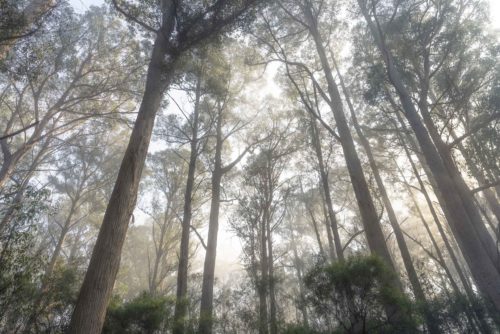 Morning light softly illuminating a forest in Maydena Maydena, Tasmania, forest