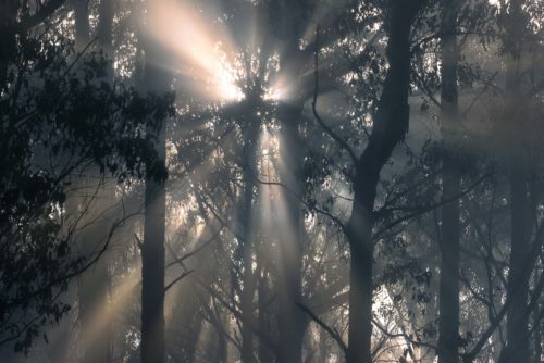 Morning light filtering through forest mist tasmania Maydena forest
