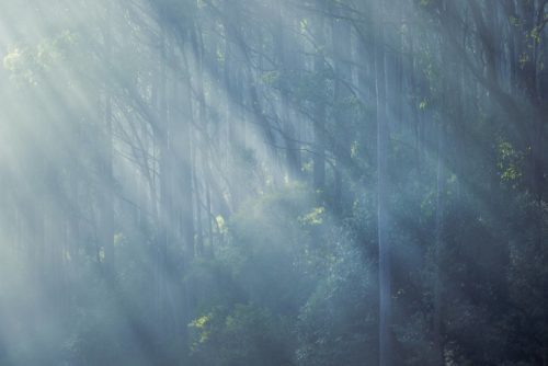 Ethereal morning light in the Maydena forest Maydena, forest, Tasmania
