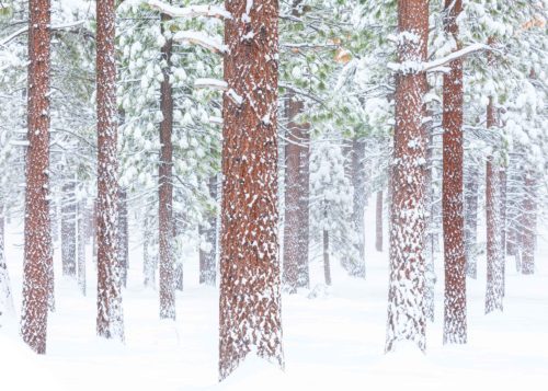 Ponderosa pines in snow at Mammoth Lakes ponderosa pines, snow, mammoth lakes
