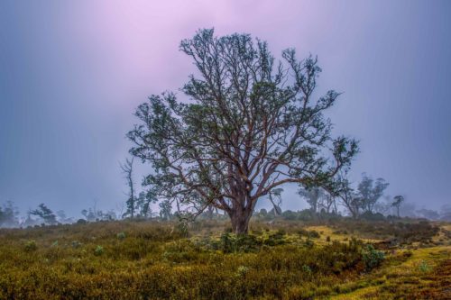 Foggy day in Cradle Mountain NP Cradle Mountain, Tasmania