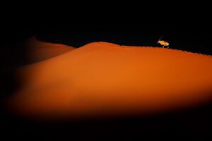 Sossuvlei, Namibia, oryx, Namib-Naukluft
