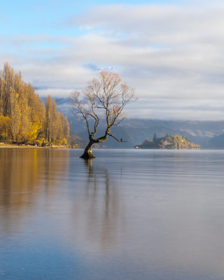 I had no plans to shoot the famous Wanaka tree this morning but low lying cloud and ephemeral light pulled me in Wanaka, New Zealand, tree, autumn