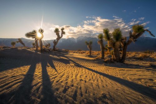Joshua trees in the Mojave desert Mojave desert, Joshua tree