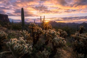 Superstition Mountains, Arizona, cholla, cactus
