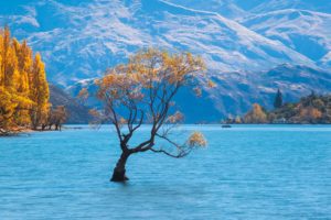 Wanaka, autumn, tree, New Zealand