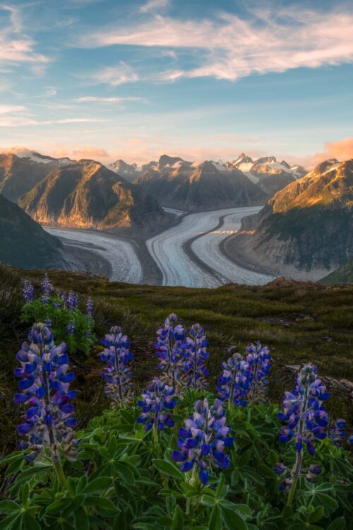 Summer blooms in Alaska Boundary Range, Alaska