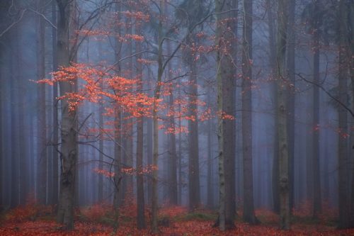 Forest in the Czech Republic with a touch of fog during autumn forest, autumn, Czech republic
