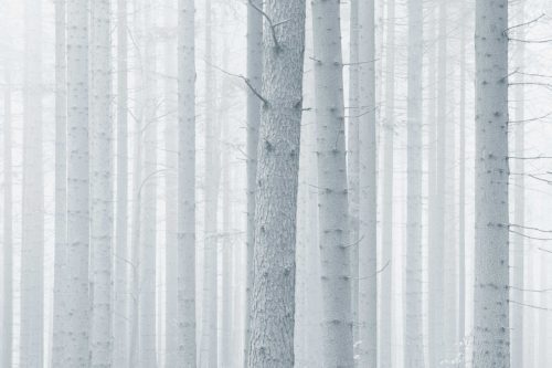 Forest in mist in the Czech Republic Czech Republic, forest