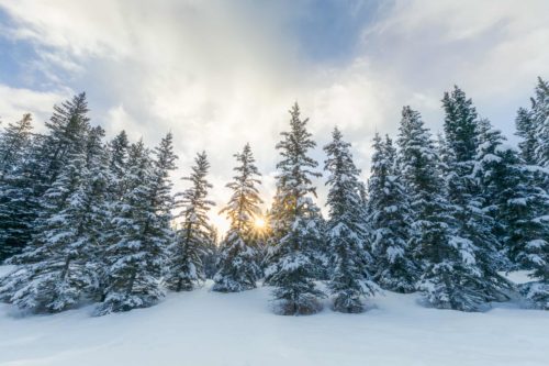 Fresh snow on trees at sunrise near Lake Louise Canada, Canadian Rockies, snow, winter