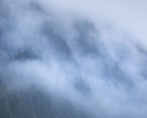 Fog in the woods around Petersburg Alaska, Petersburg