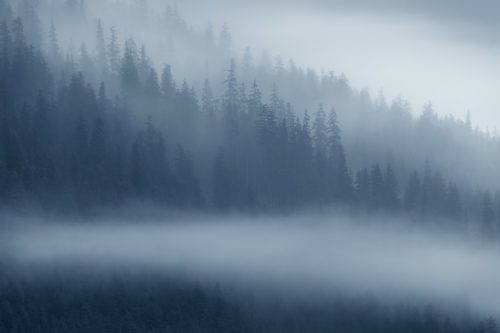 Light and fog in the Alaskan wilderness Alaska