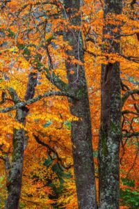 Scottish Highlands, Fort William, autumn