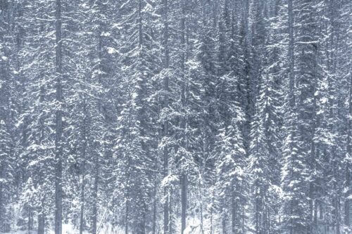 Snow on trees making patterns in the Canadian Rockies Jasper, trees, winter, Canadian Rockies