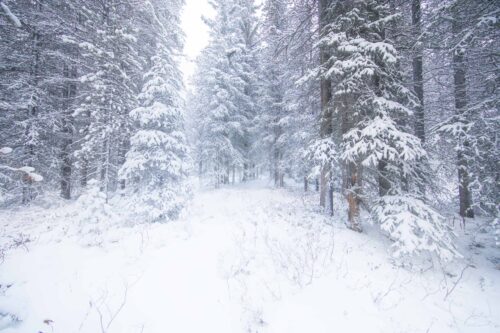 Came across the scene after losing a trail on account of the heavy snow Banff, winter, forests, Canada