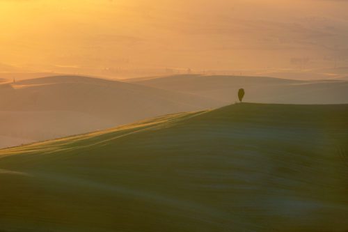 The classic Val d'Orcia landscape, a cypress tree on a hill Val d'Orcia, Siena, Toscana, Tuscany, Italy
