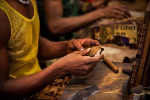 Rolling cigars in a Havana factory cigar, Havana, Cuba