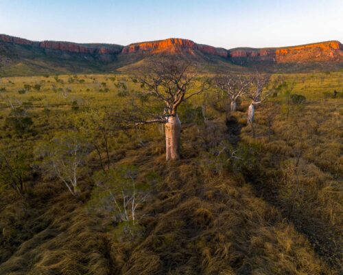 Line of boab trees in El Questro El Questro, boab tree, Western Australia