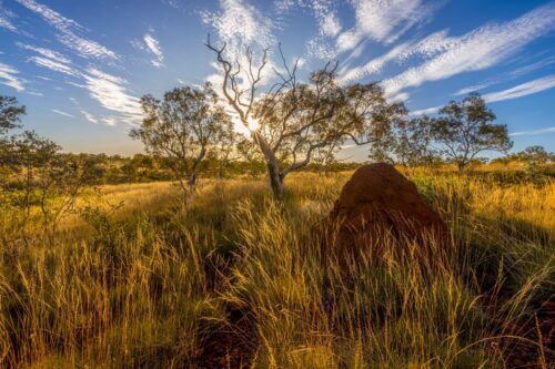 Late afternoon light on the Eucalyptus trees in Karajini NP gumtrees, Eucalyptus, Western Australia, Karajini NP, Pilbara