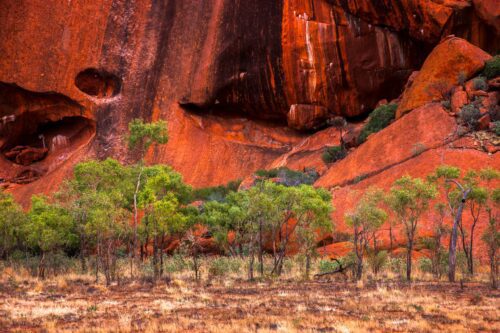 Trees against the backdrop of Uluru Uluru, Northern Territory