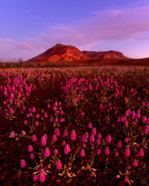 Mulla mulla blooms catch the after glow in the Pilbara Mount Bruce, Karijini, Western Australia