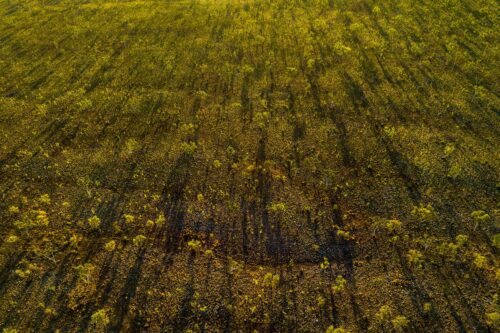 Afternoon light on the El Questro landscape El Questro, trees, Western Australia