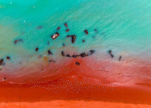 The stunning colour palette of Broome Roebuck Bay, Broome, birds, pelican