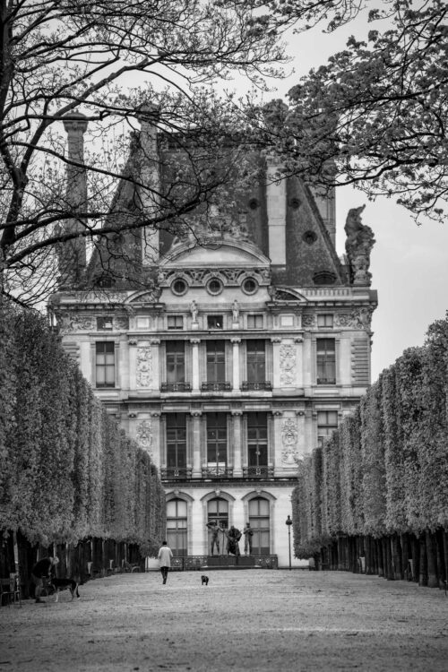 Springtime and cherry blossoms in Tuileries Tuileries, spring, black and white, Paris