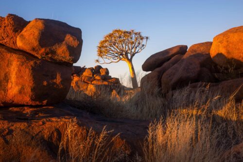 Keetmanshoop, quiver tree, Namibia