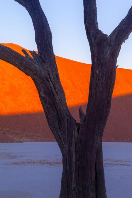 Camelthorn tree, deadvlei, Namibia, Namib-Naukluft