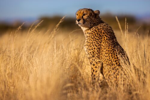 cheetah, Namibia