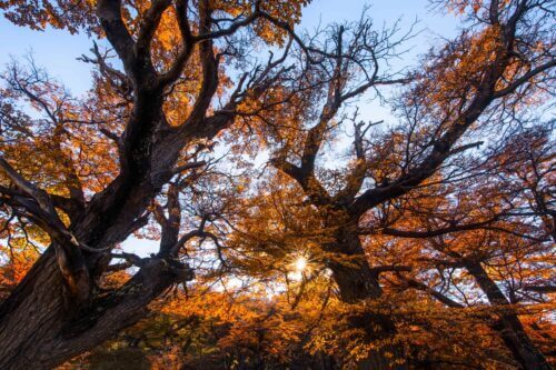 Autumn foliage in Patagonia Autumn leaves, Patagonia, Argentina