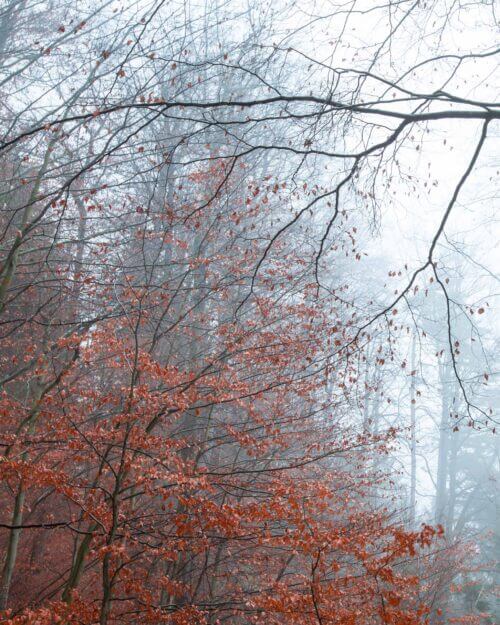 Czech Republic, Hrensko, autumn, Bohemian Switzerland