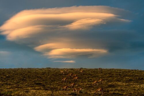 A herd of guanaco grazing under lenticular clouds at Torres del Paine guanaco, lenticular clouds, Torres del Paine, Patagonia, Chile