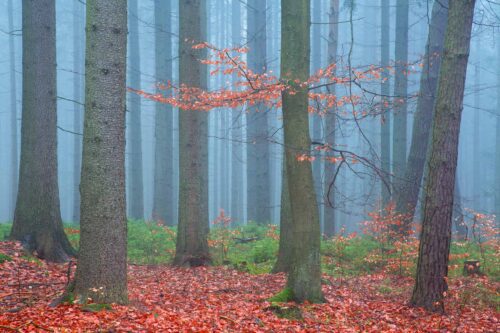 Forest, autumn, Czech Republic