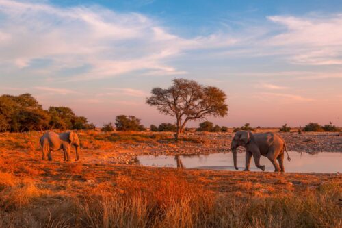Ethosha, Namibia, elephants