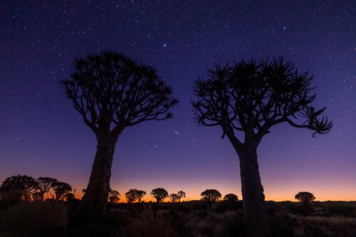 Quivertrees, Namibia, stars, night, keetmanshooop