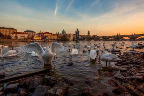 Prague, Praha, Charles Bridge, swans, Karluv Most, Vltava river