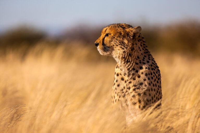 Cheetah, Namibia