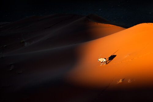 Sossuvlei, Namibia, oryx, Namib-Naukluft