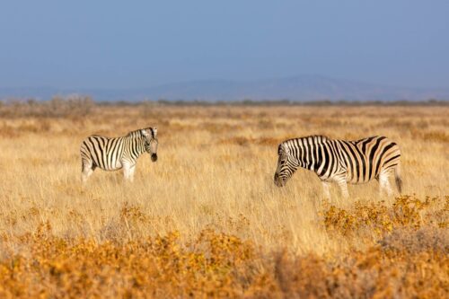 Etosha, zebras, Namibia