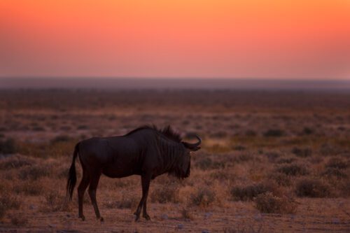Wildebeest, Etosha, Namibia