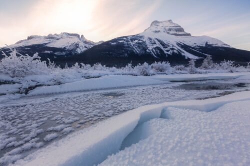 Frost and flowers carpeting the Canadian Rockies Icefield Parkway, Canada, Canadian Rockies, Columbia icefield, tangle ridge, Jasper
