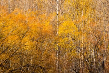Autumn foliage in Arrowtown autumn, leaves, trees, Arrowtown, Queenstown, New Zealand