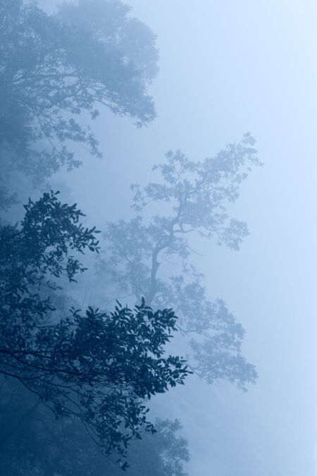 Fractal like pattern in the Blue Mountains Blue Mountains, New South Wales