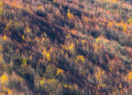 The array of autumn colours on show at Arrowtown Arrowtown, New Zealand, autumn, leaves, trees