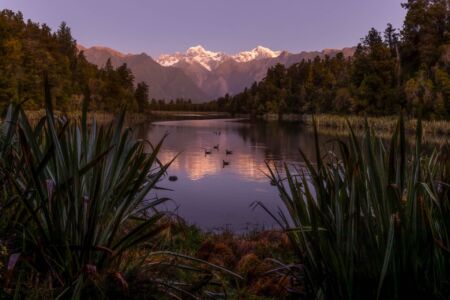 When you have your ducks all lined up Lake Matheson, New Zealand, ducks, sunset