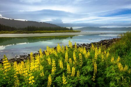 Lupine season in New Zealand Dunedin, lupines, New Zealand