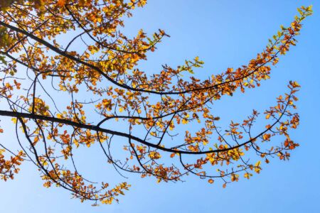 The simple things in life Arrowtown, autumn leaves, Queenstown, New Zealand